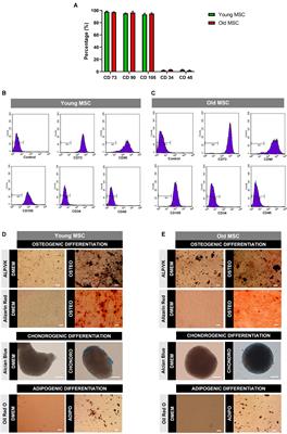 Impact of Donor Age on the Osteogenic Supportive Capacity of Mesenchymal Stromal Cell-Derived Extracellular Matrix